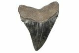 Fossil Megalodon Tooth - South Carolina #170392-1